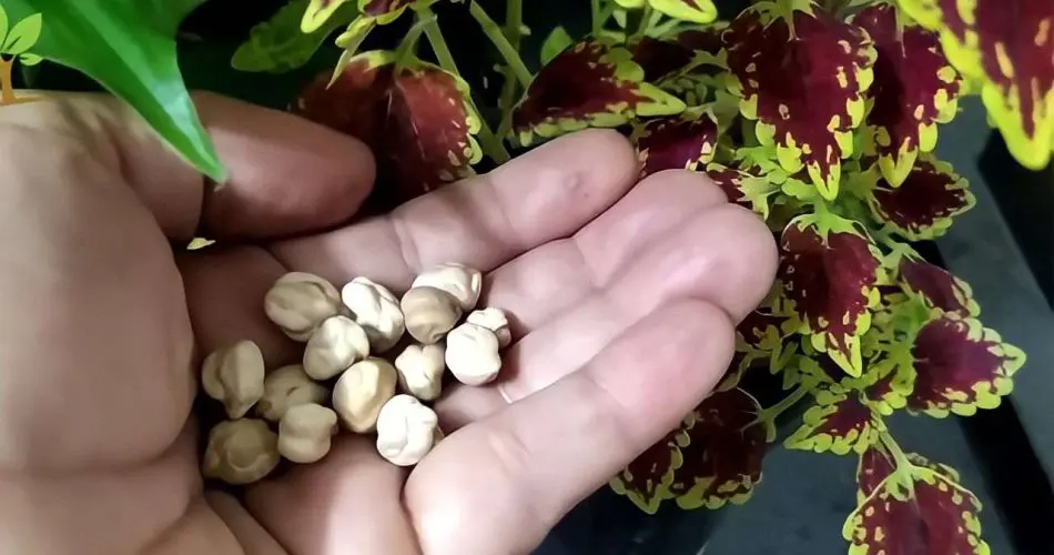 Es Oro Para El Crecimiento De Tus Plantas Una Taza Es Suficiente Para