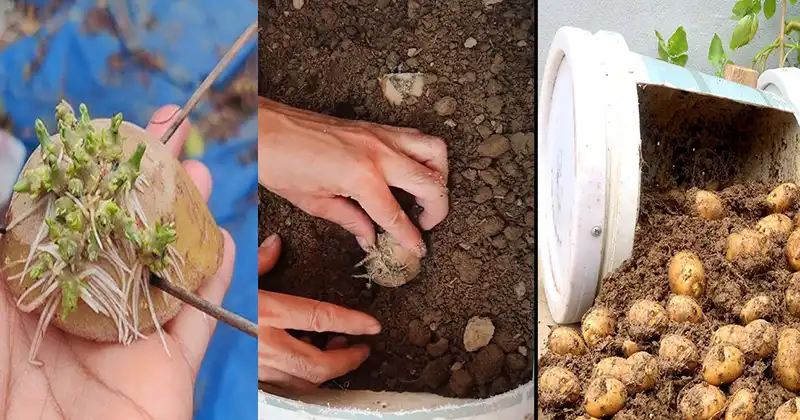 Cómo Cultivar Patatas En Macetas En Casa Con Una Sola Patata 2816