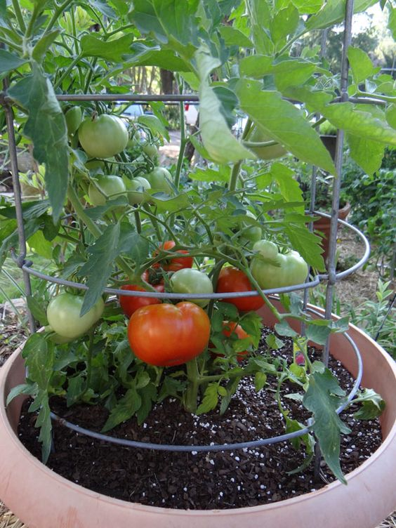 Consejos Para Cultivar Tomates En Grandes Cantidades